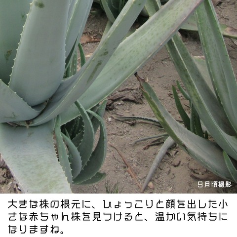 一推し生産現場アロエハウス (5)