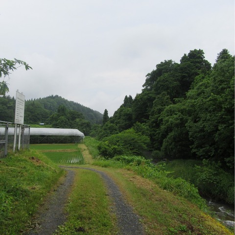 さくらんぼ (2)