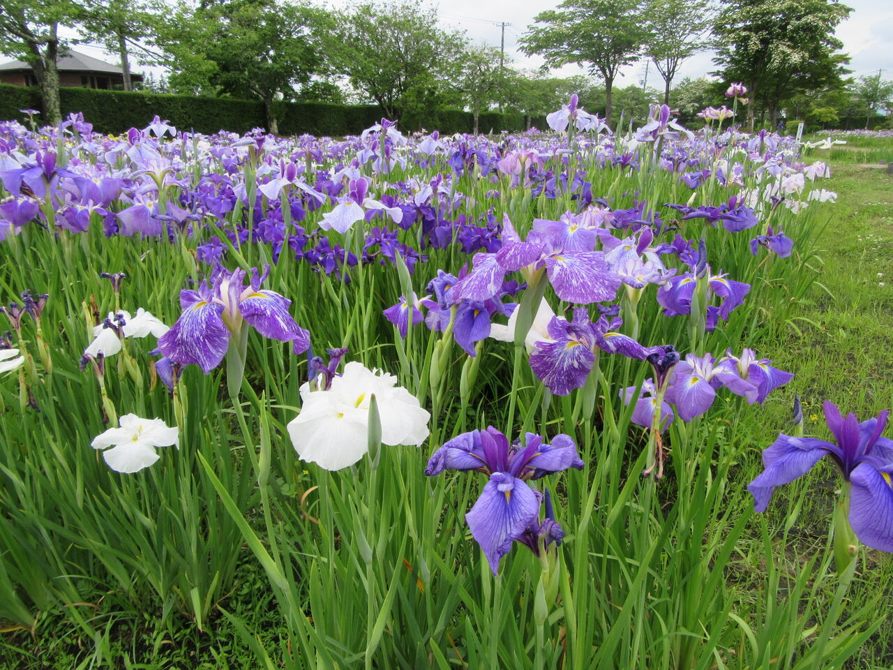6月19日の 一迫山王史跡公園 あやめ園 の様子 ございんくりはら 栗原ってどんなとこ こんなとこ 6月19日の 一迫山王史跡公園 あやめ園 の様子 ございんくりはら 栗原ってどんなとこ こんなとこ