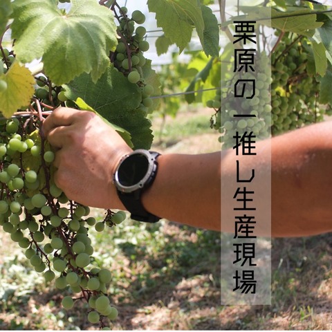 キリシロ一推し生産現場 (1)