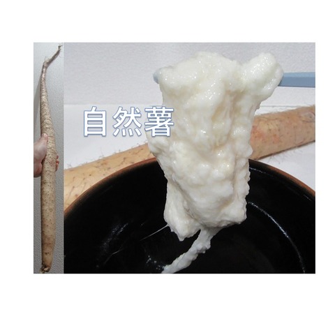自然薯.pptx