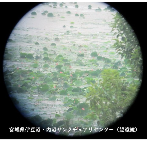 nasu (1)