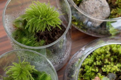 苔テラリウム