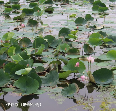 nasu (6)