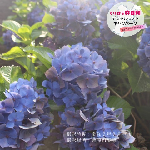 薬師如来 (6)