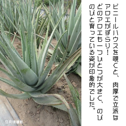 一推し生産現場アロエハウス (3)