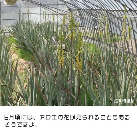 一推し生産現場アロエハウス (9)