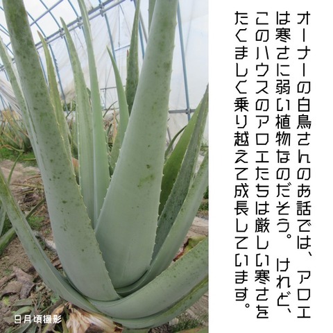 一推し生産現場アロエハウス (4)