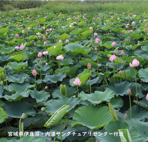 nasu (3)
