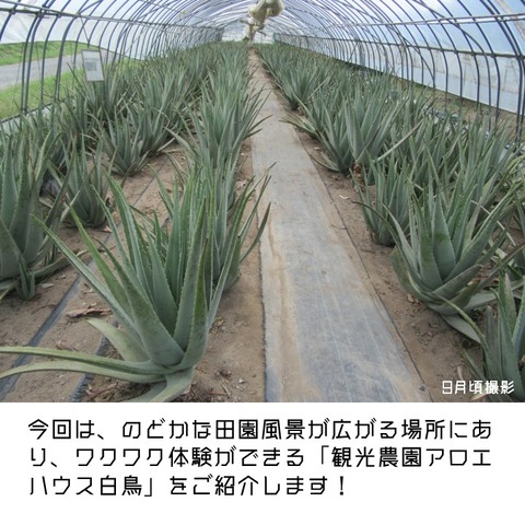 一推し生産現場アロエハウス (2)