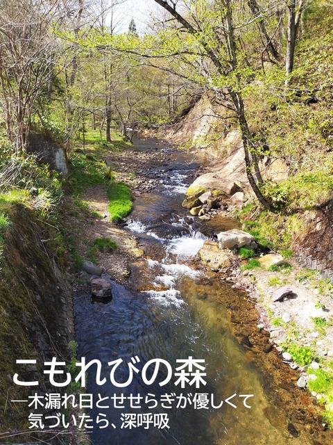 03こもれびの森2
