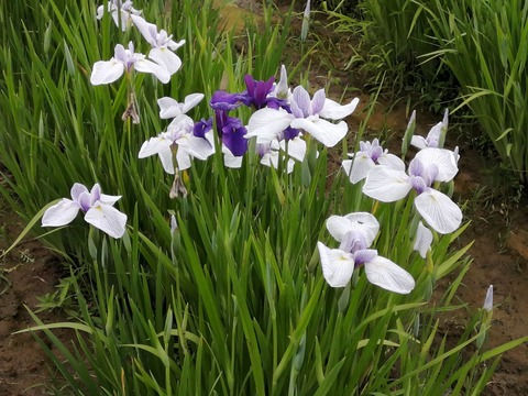 IMG_20220611_144228_20220612075814