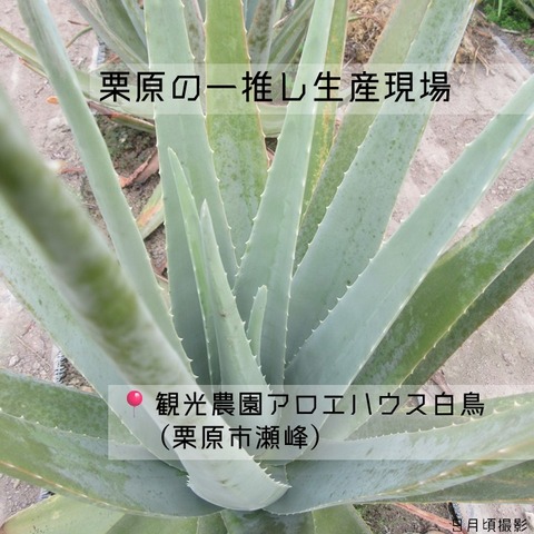 一推し生産現場アロエハウス (1)