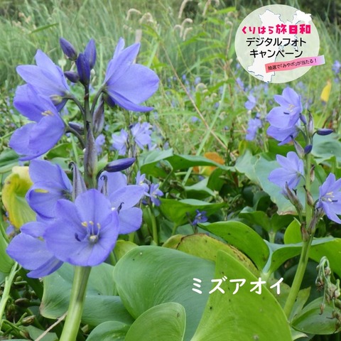 伊豆沼内沼 (4)