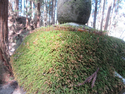 IMG_7009