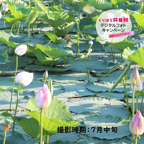 伊豆沼内沼 (5)