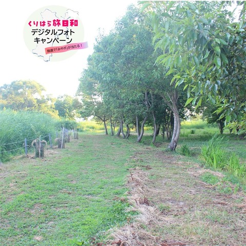 伊豆沼内沼 (6)