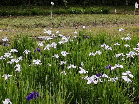 IMG_20220611_144212_20220612075817