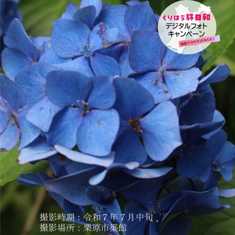 薬師如来 (1)
