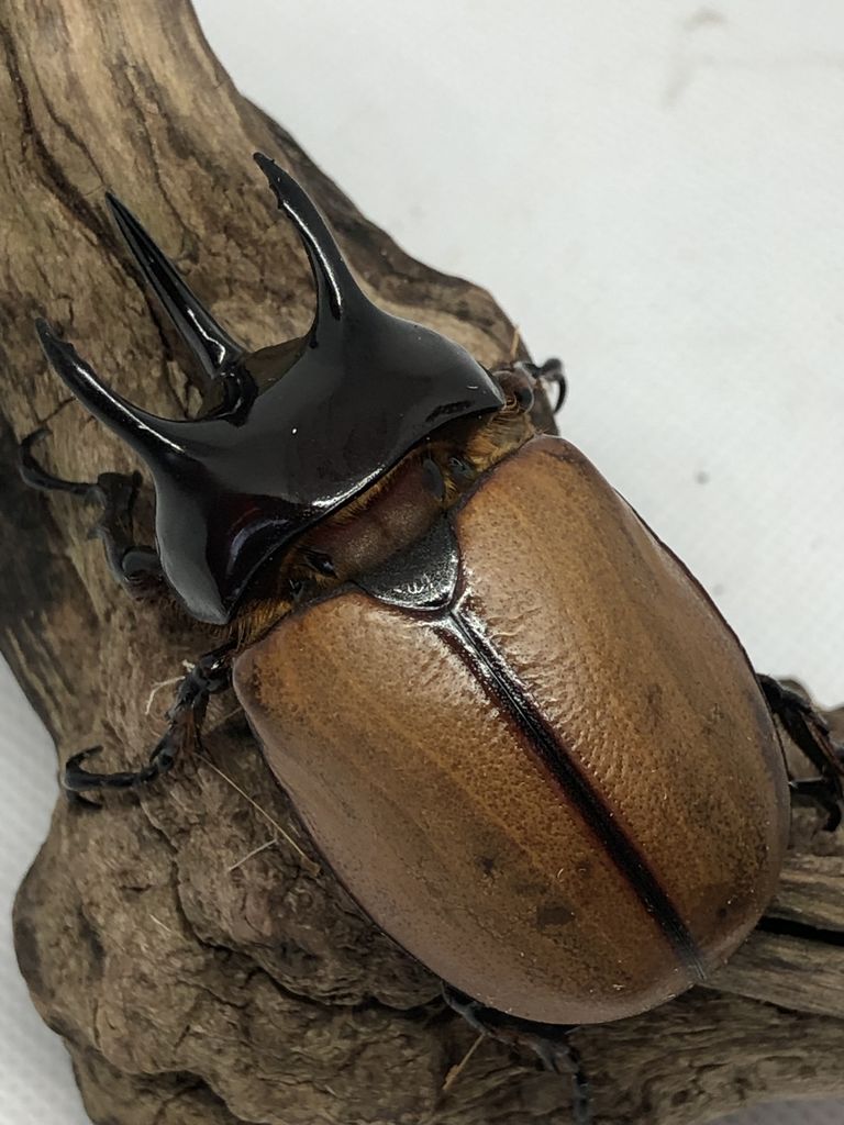 サンボンツノカブト ♂58ミリ♀40ミリ・アルファック・カブトムシ販売
