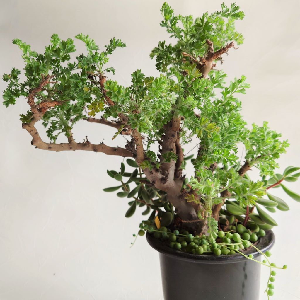 ペラルゴニウム アルテルナンスの12年後 : こっそり部屋-----*