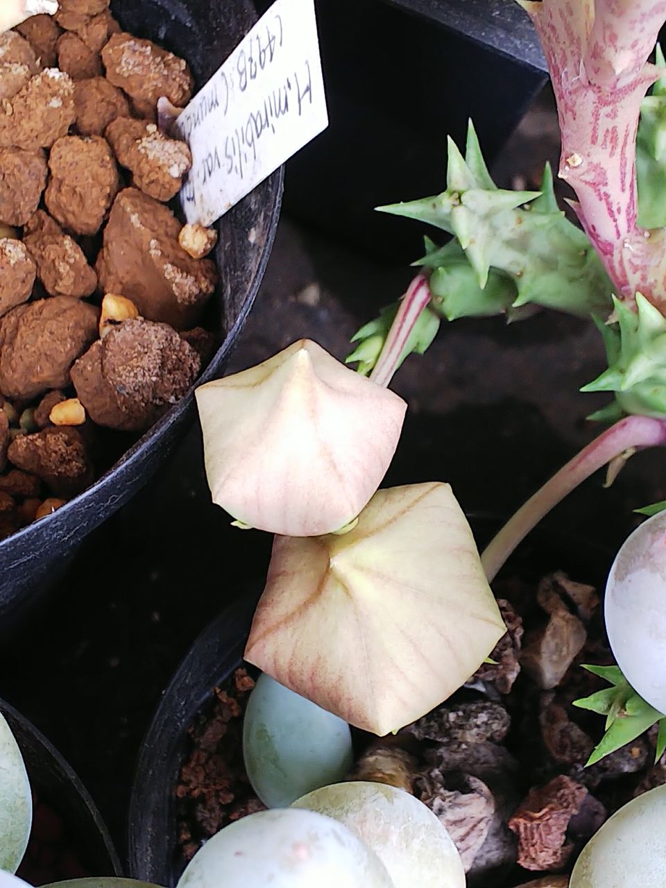 ガガイモ科オルベア属ベルコーサ こっそり部屋