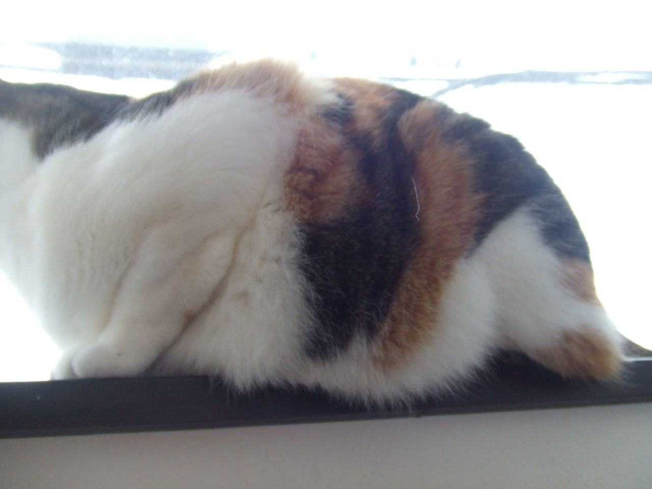 むっくり にぼしとするめの兄妹猫 むっくり にぼしとするめの兄妹猫