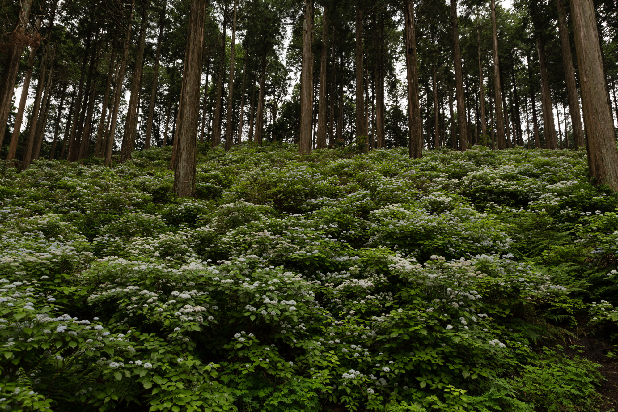 コアジサイとほたる【2015】