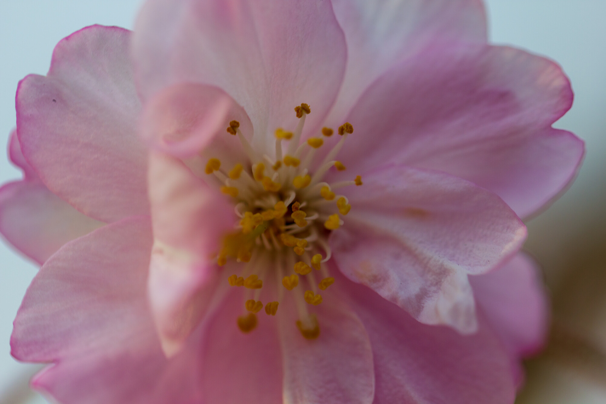 京都で夜のお花見