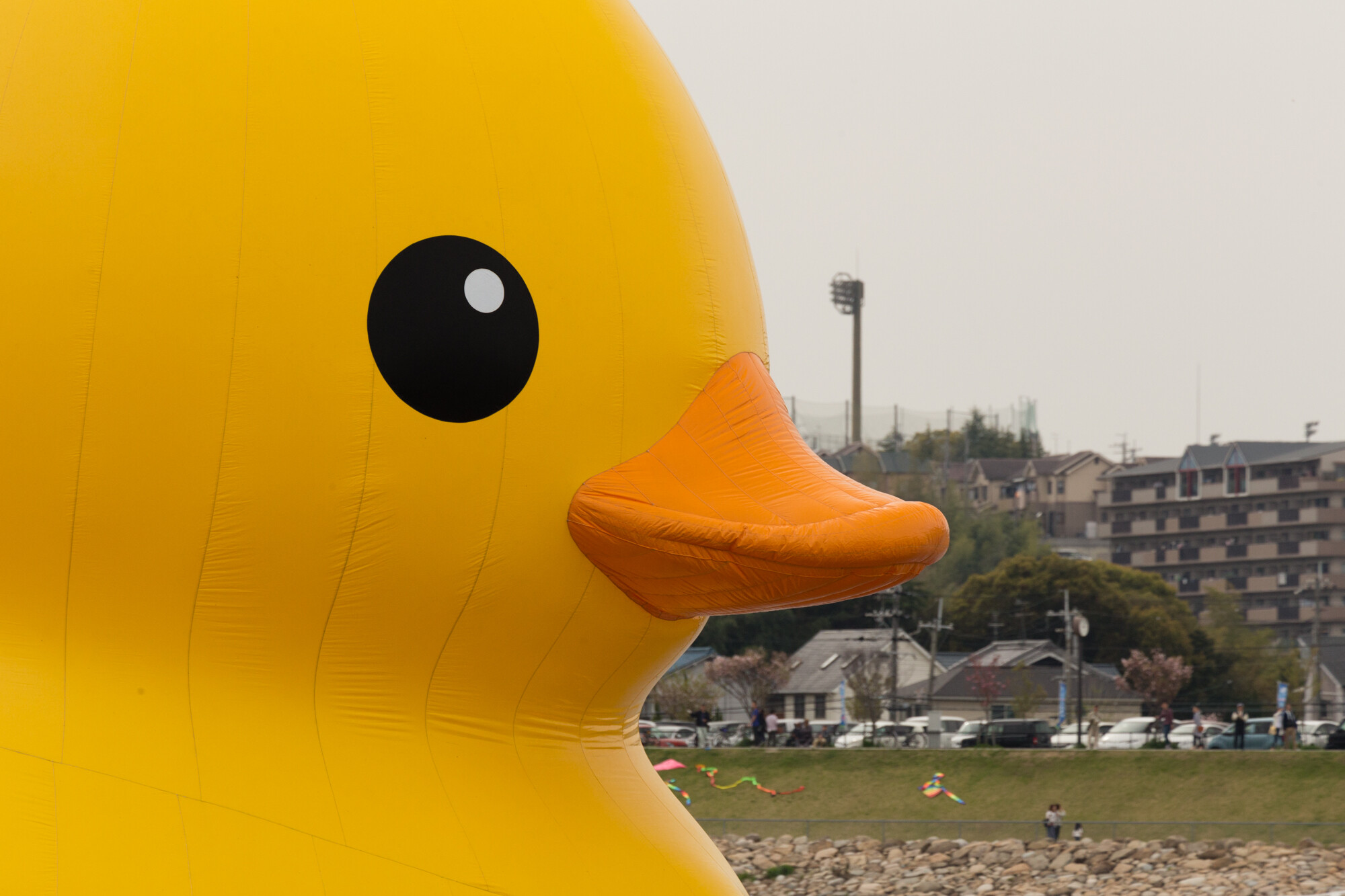 ラバーダック in 狭山池