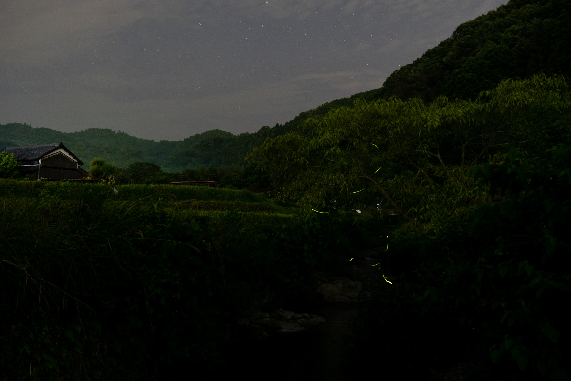 明日香の蛍【2018】