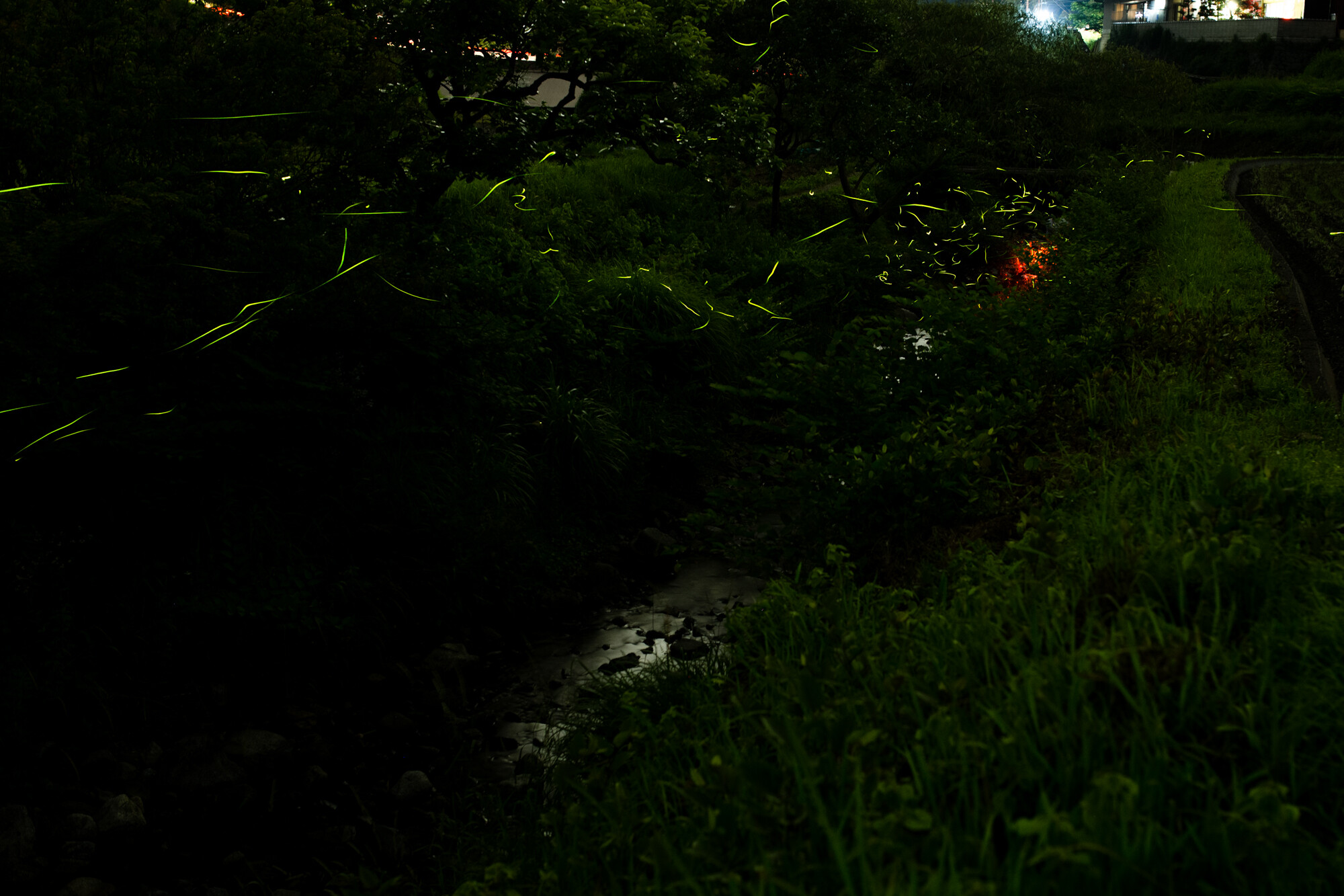 明日香の蛍【2017】