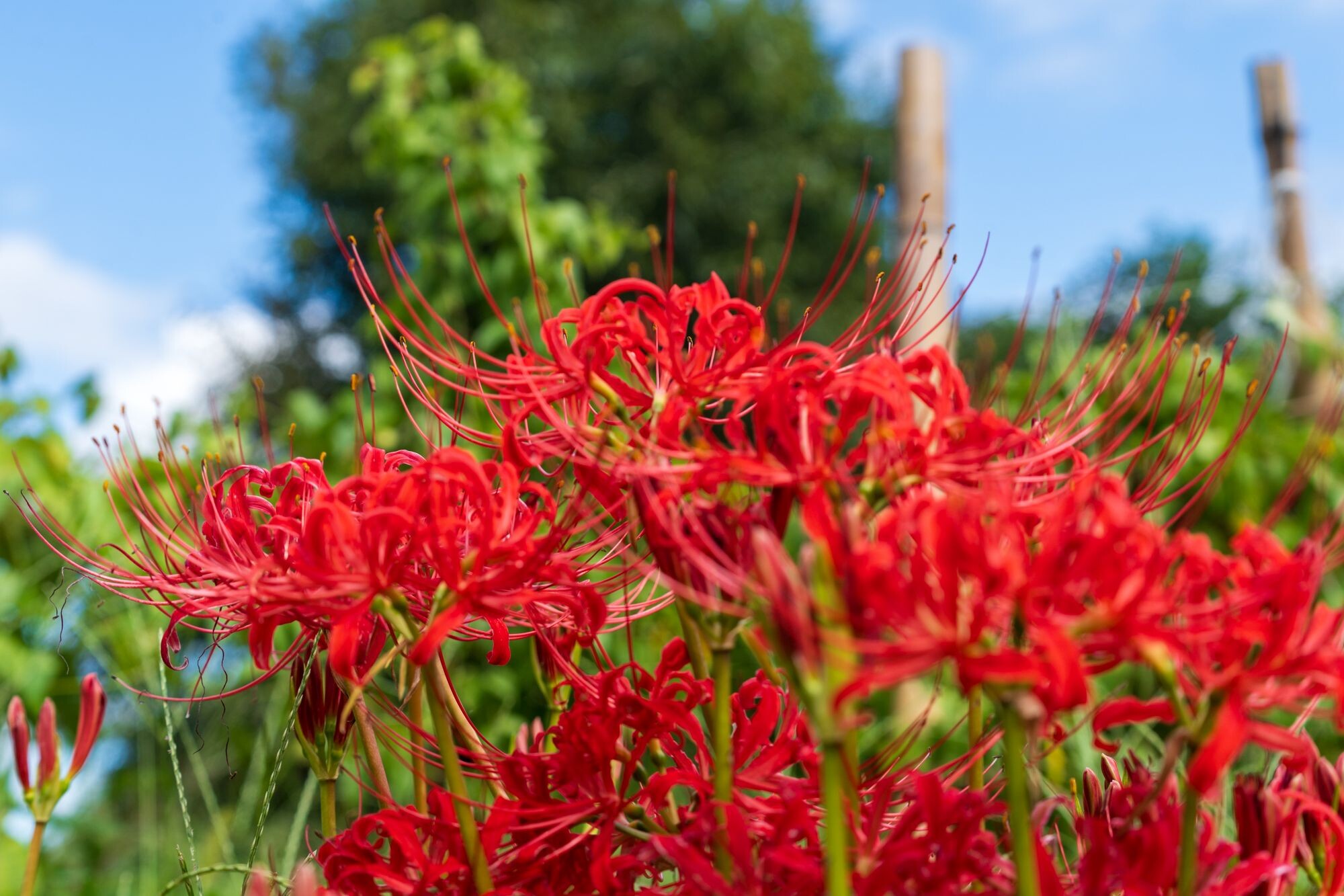 一言神社の彼岸花【2024】