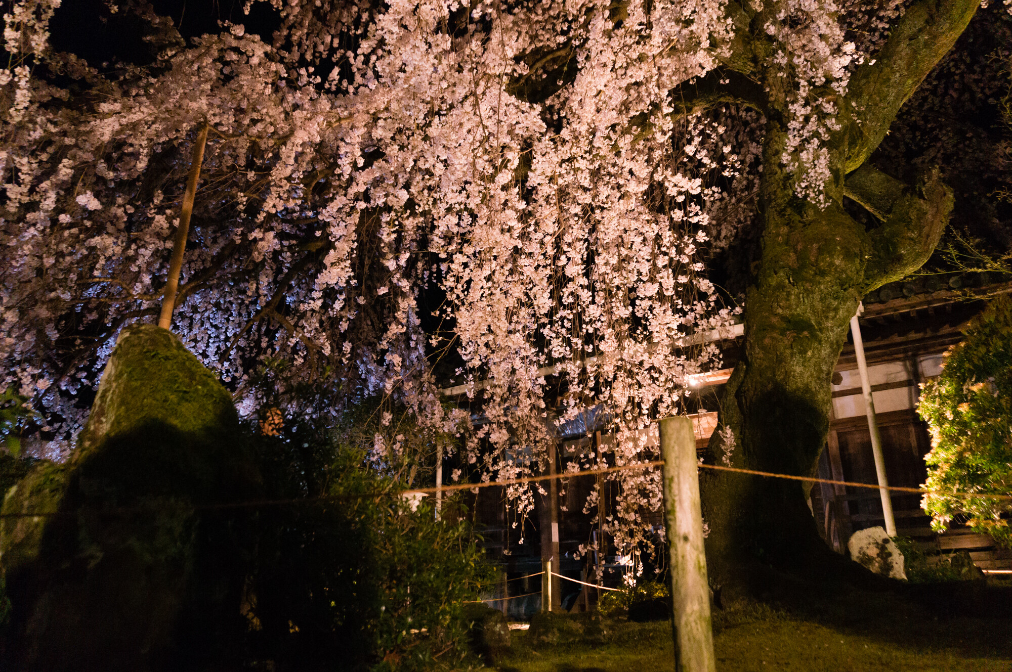 専称寺のしだれ【2015】