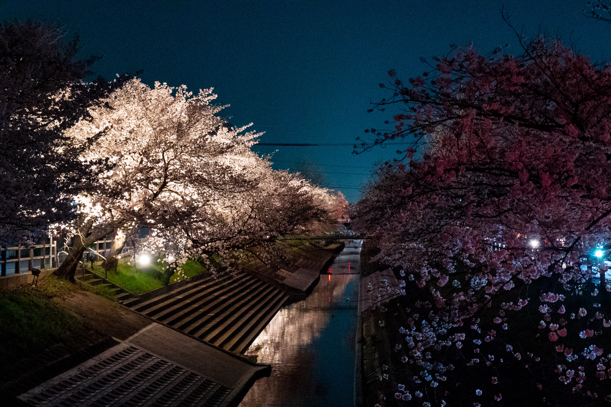 α7を持って夜のお花見（2日連続）