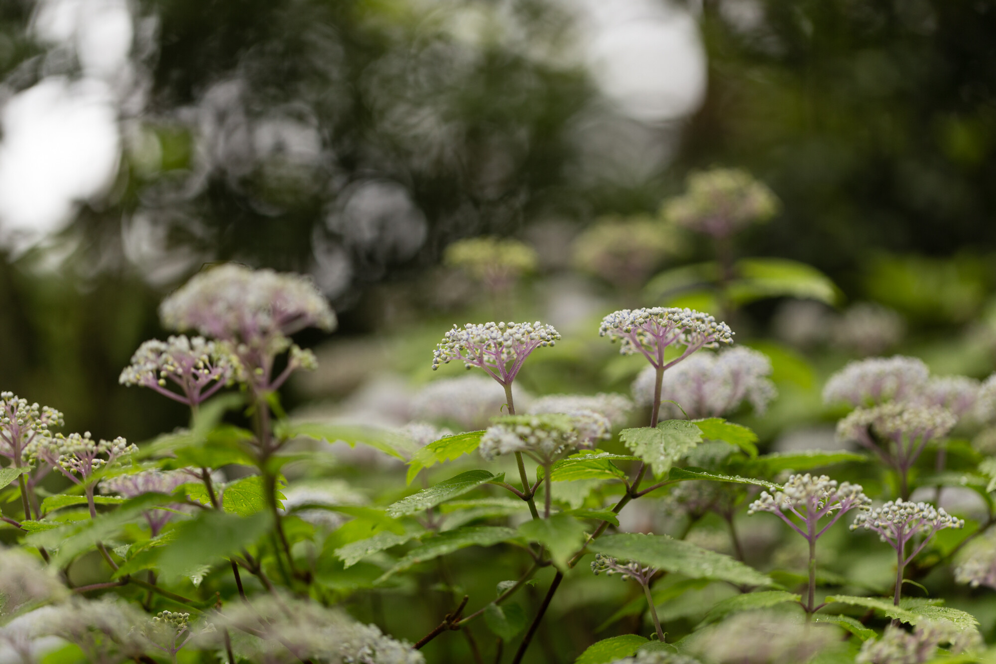 川上村のコアジサイ【2017】