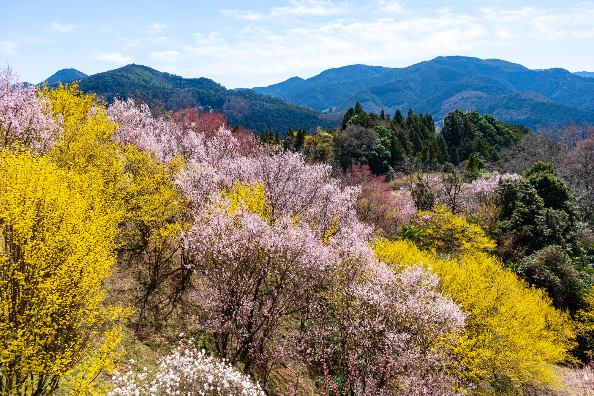西吉野の桃源郷でα7 IIIシェイクダウン