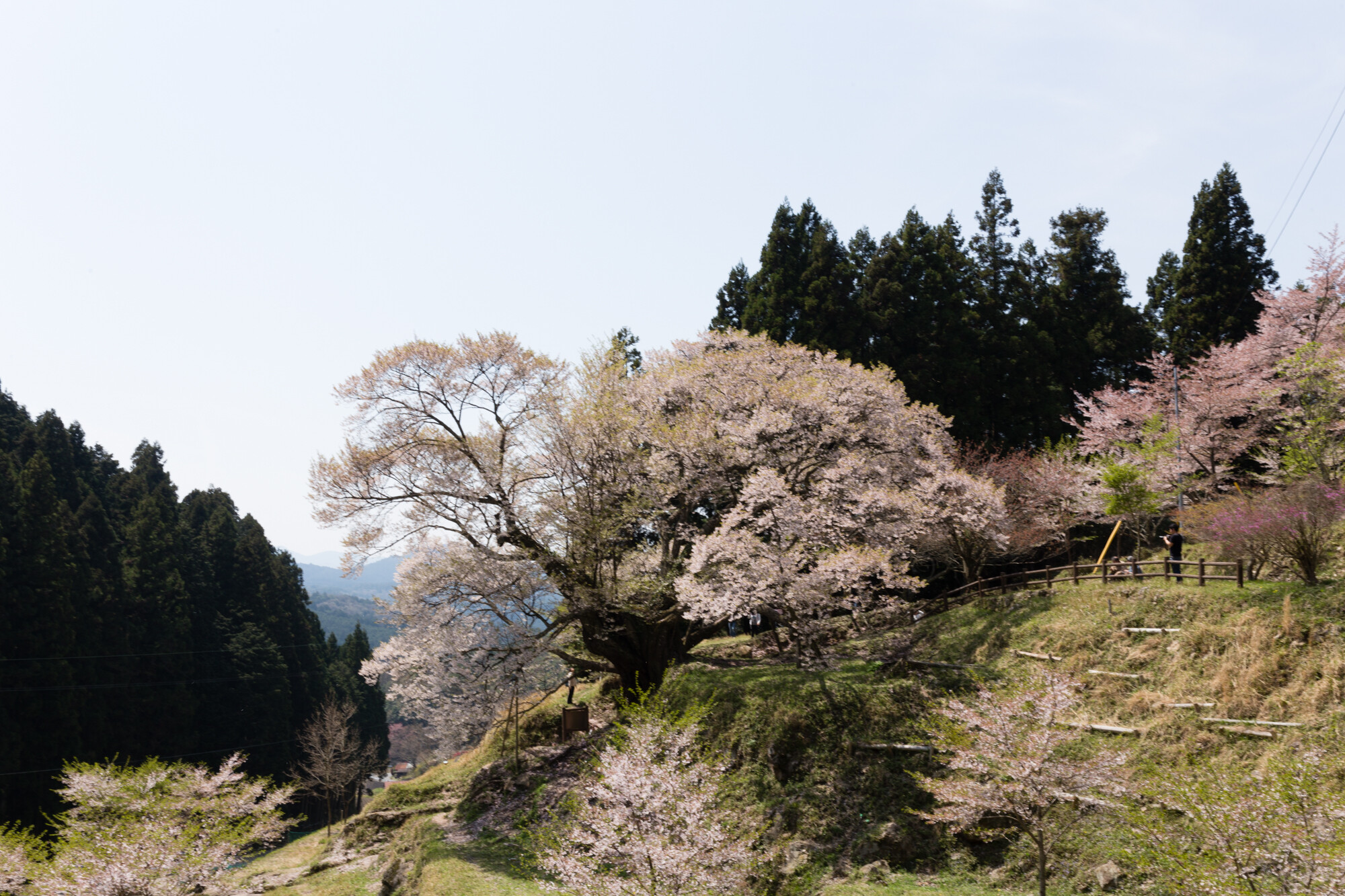 桜めぐり【2014】