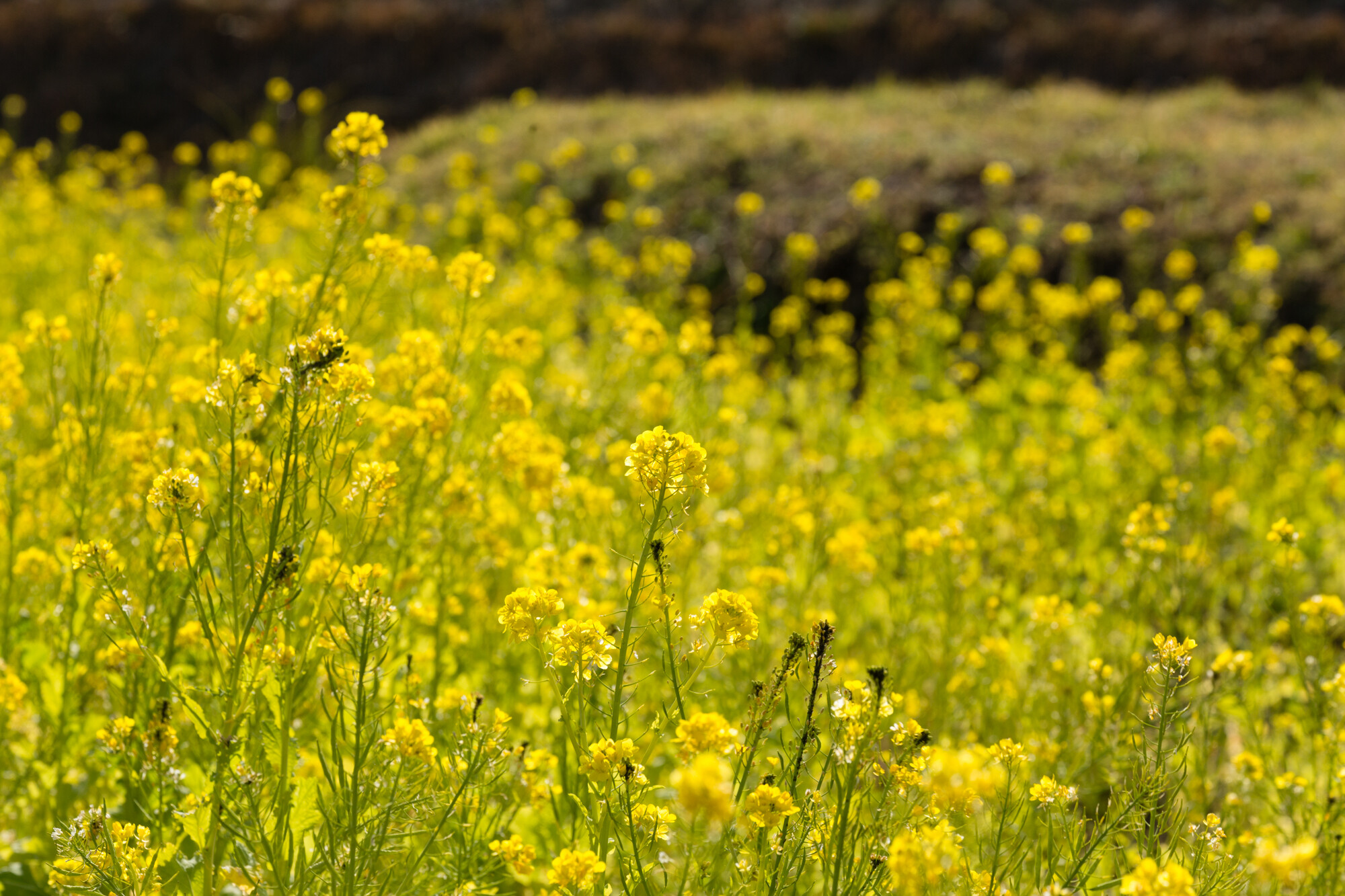 明日香の菜の花