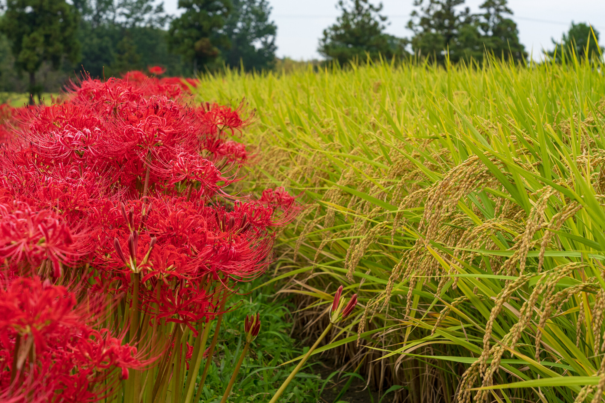 大和路の彼岸花【2020】