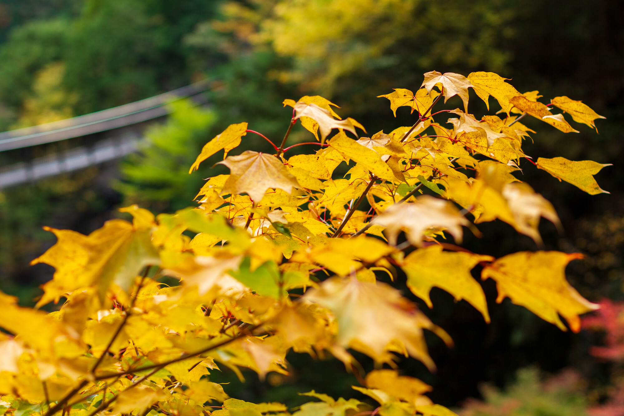 小さい秋みつけた
