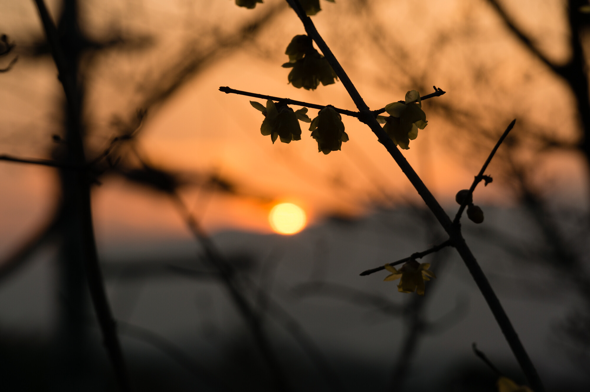 明日香のロウバイ