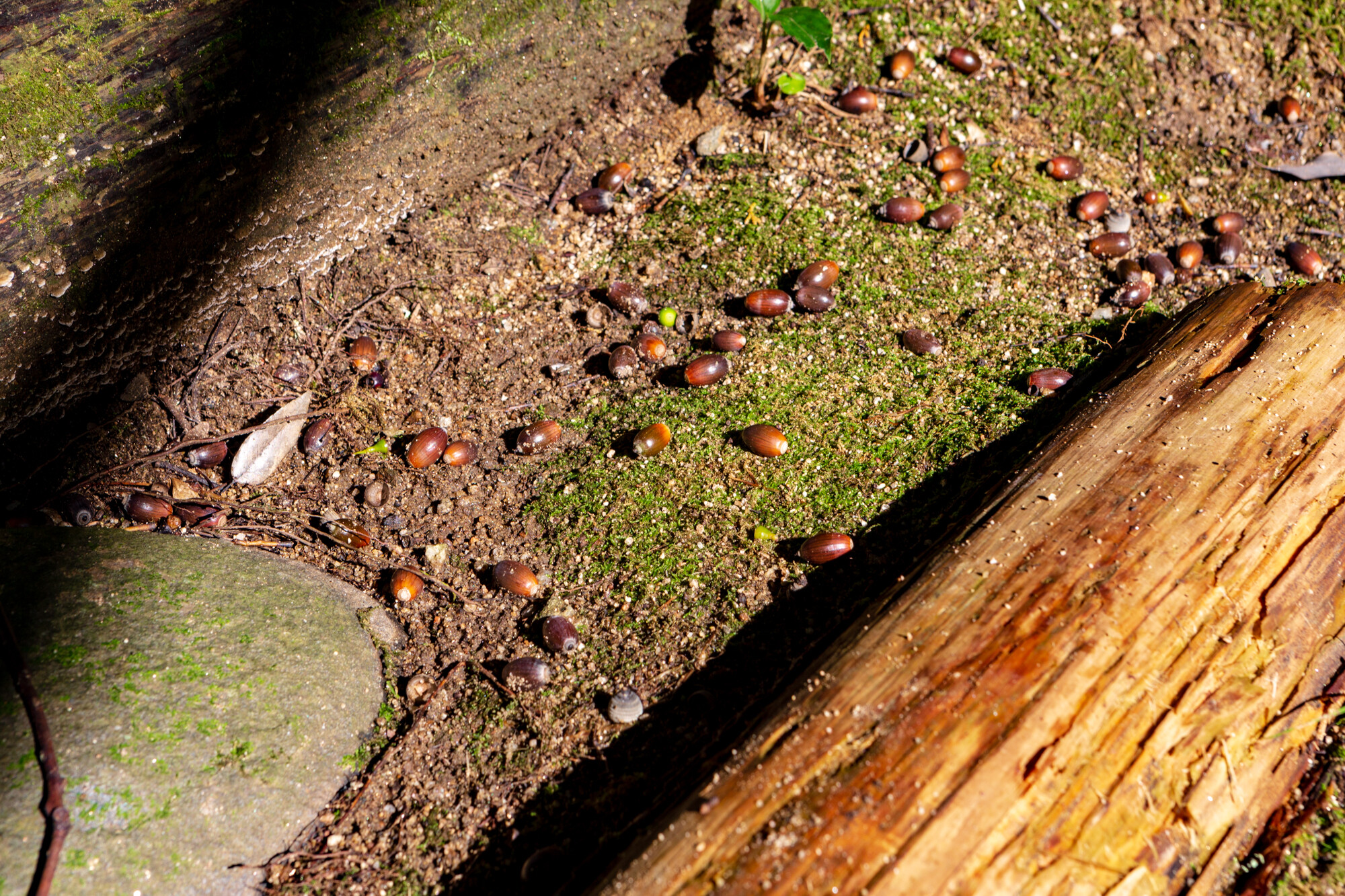 桃尾の滝・大親寺
