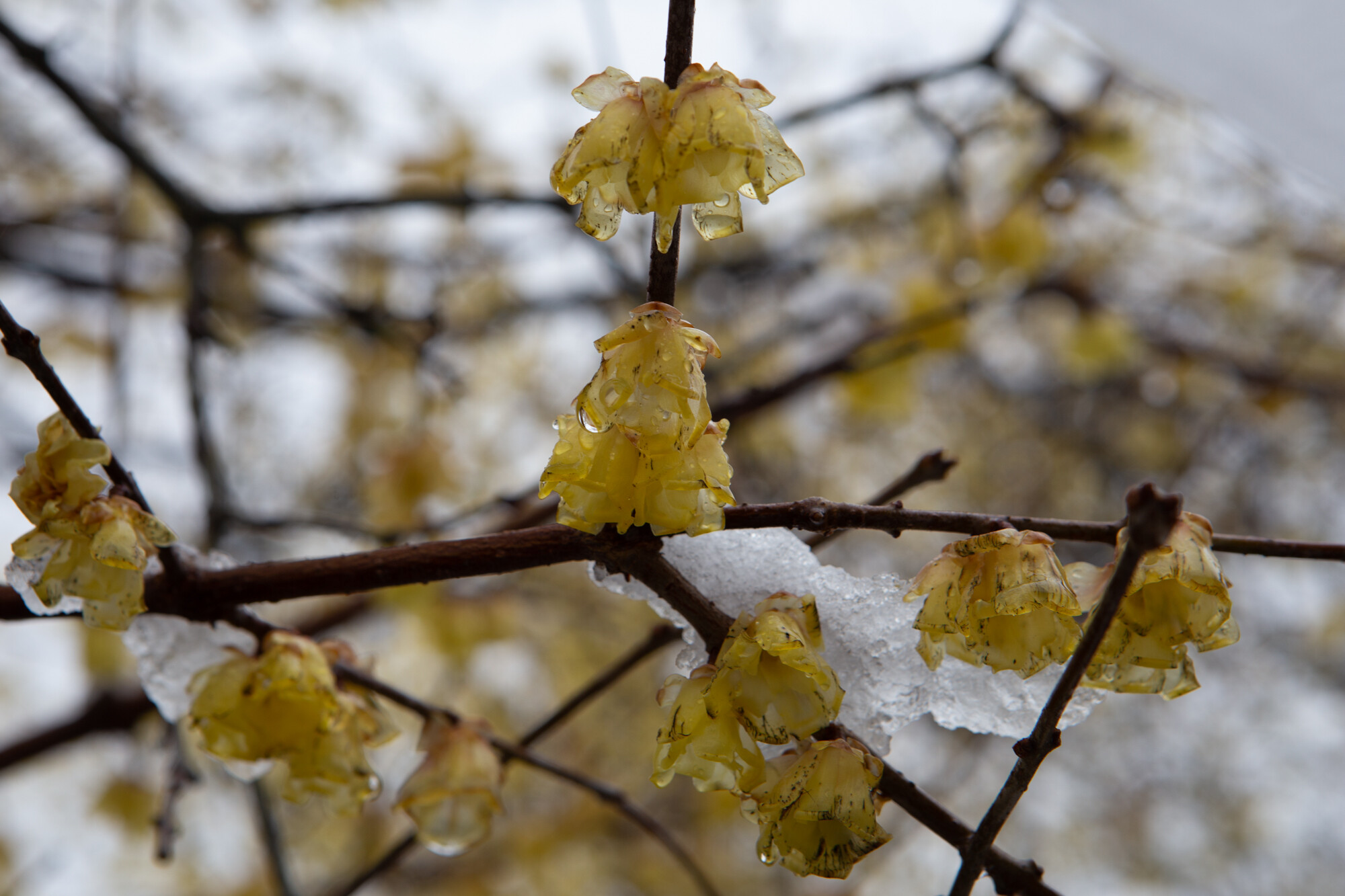 雪と八釣のロウバイ