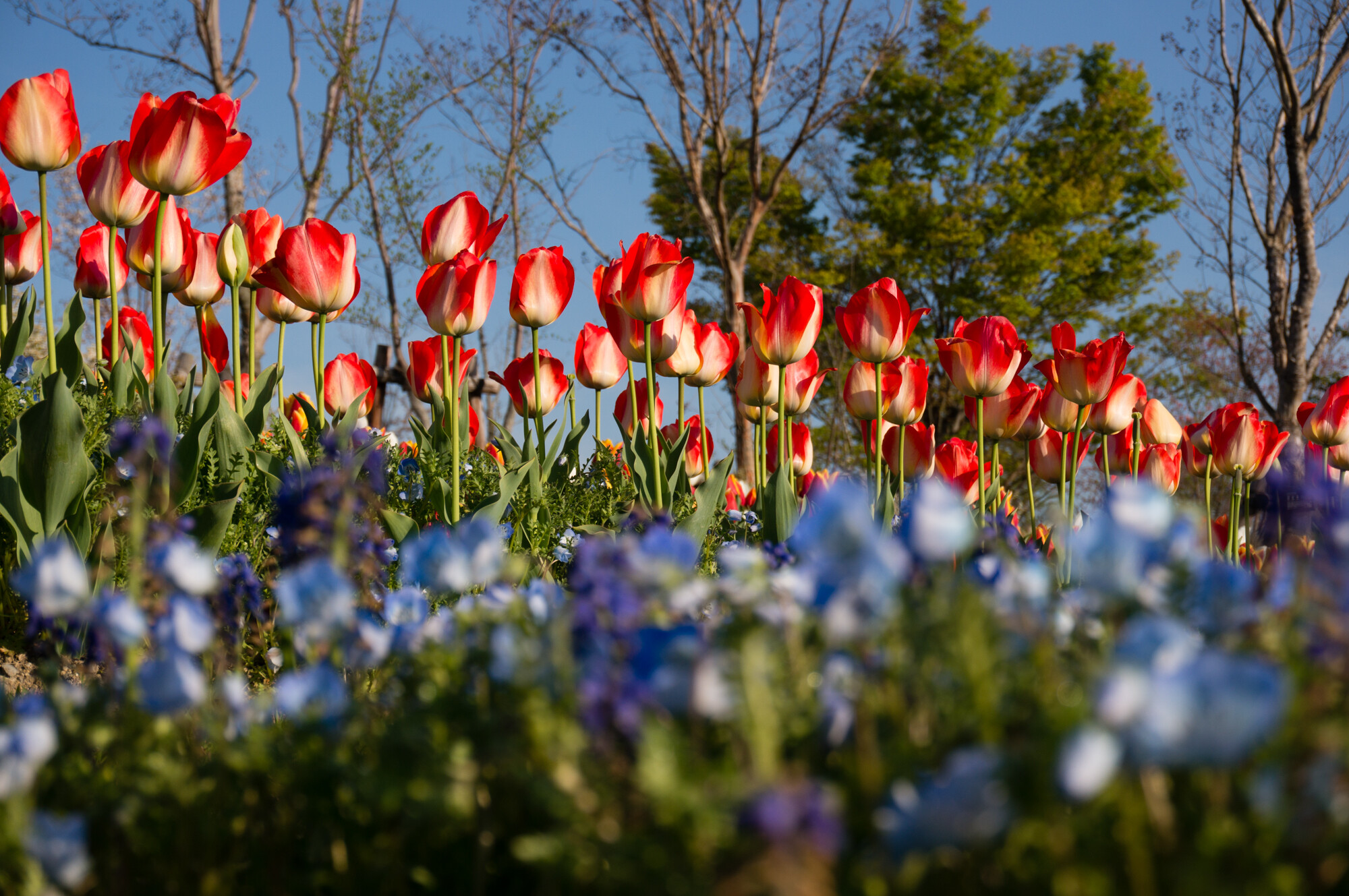 馬見チューリップフェアでチューリプ撮影