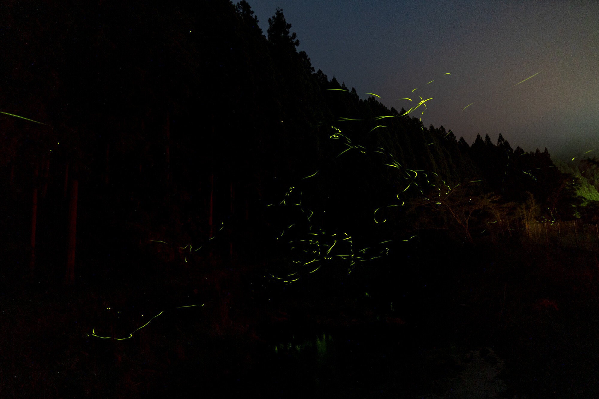 御杖村の蛍【2022】