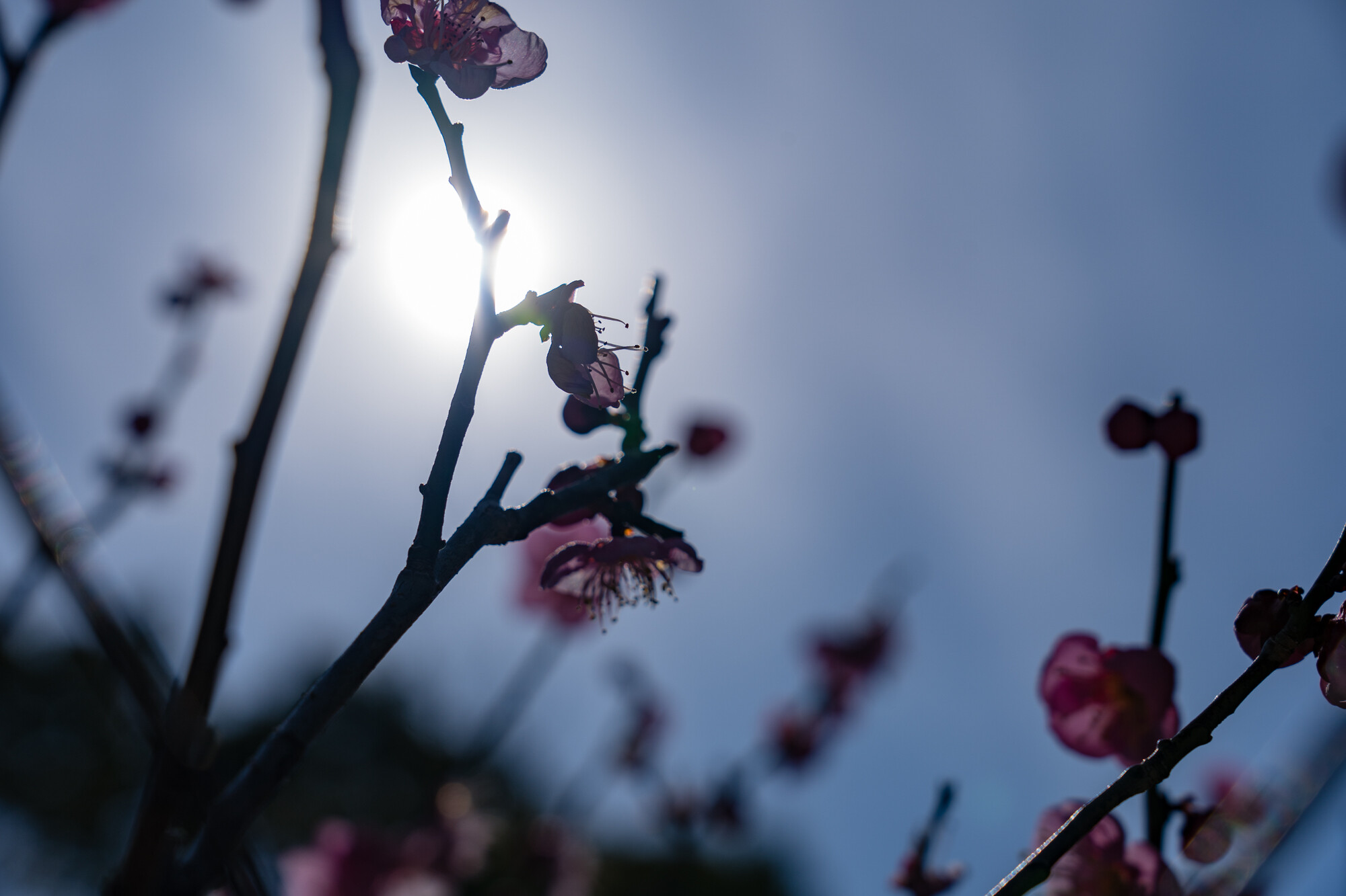 菅原天満宮と月ヶ瀬の梅（下見編）