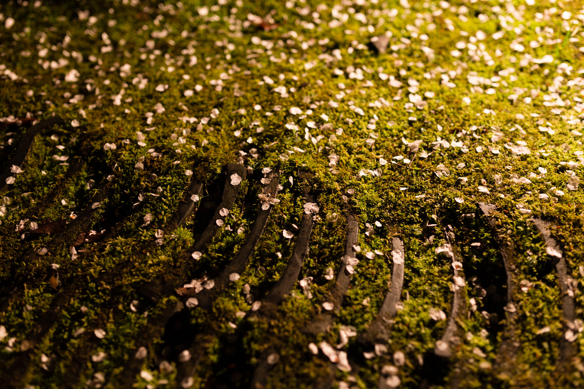 専称寺のしだれ桜【2016】