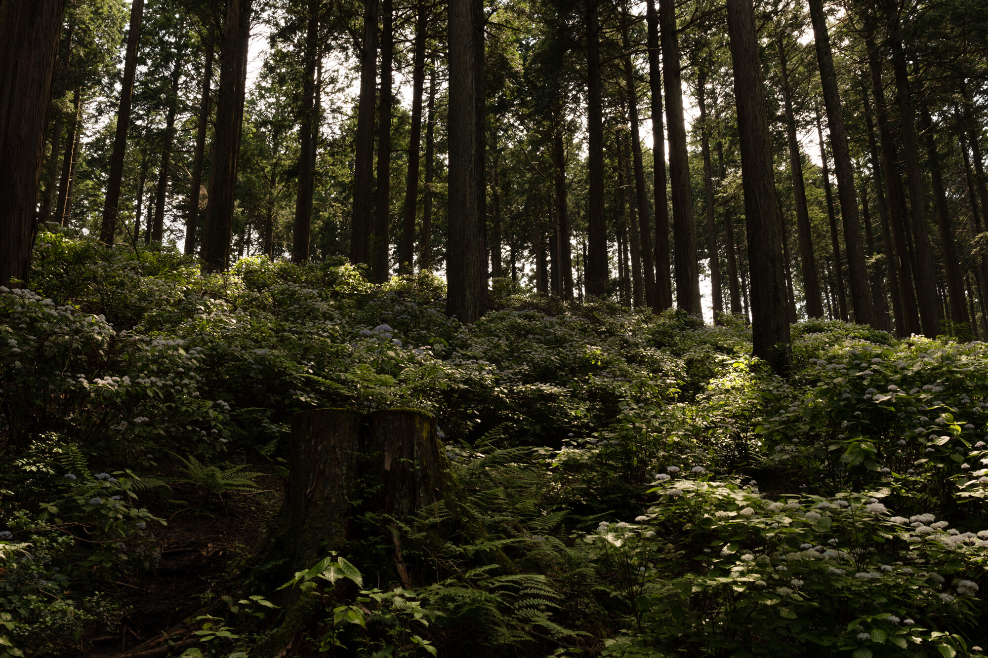 コアジサイと御杖村の蛍