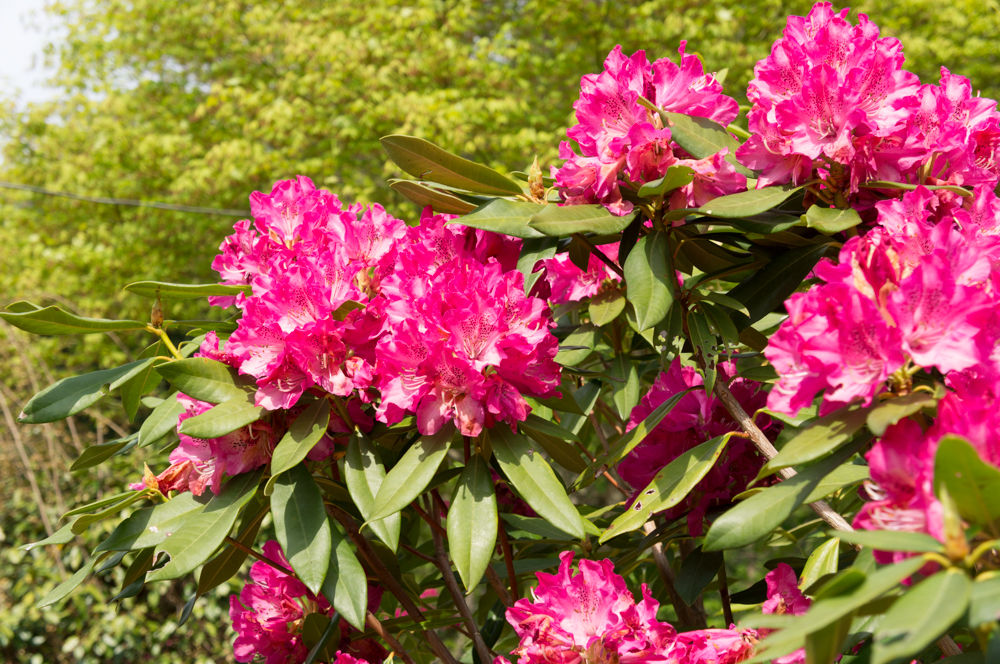 源泉かけ流し温泉感謝祭の十津川で温泉と石楠花を堪能